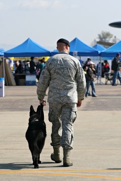 A United States soldier with his German shepherd war-dog,.