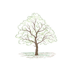 Fototapeta premium Tree with leaves. Summer nature sign Floral outdoor icon