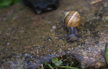 Close up of a Snail