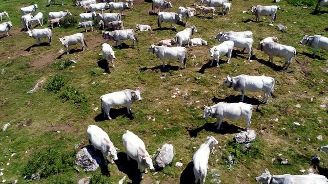 Vista aerea di una mandria di mucche al pascolo in alta montagna