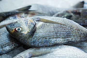 Sparidae Sea bream on fish market 