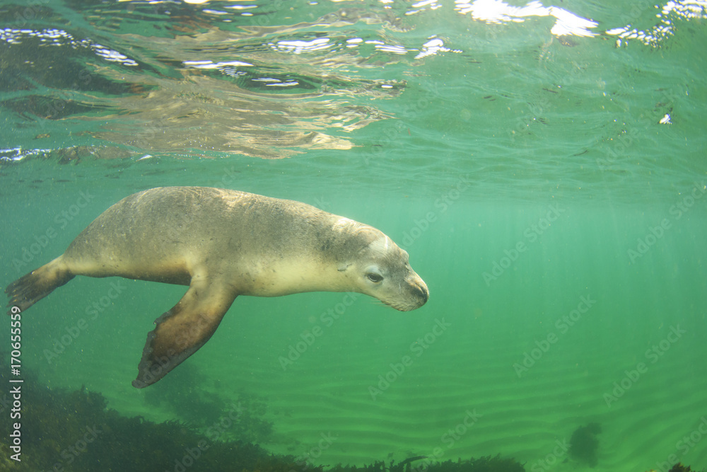 Poster Australian Sea Lion