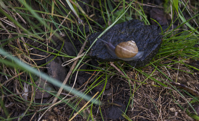 Snail on a Wet Stone