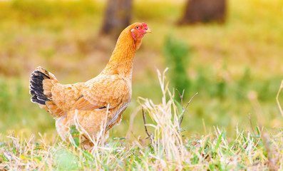 Farm animal background: Brown chicken with black tail and red head walking on the green lawn of a farm. Chicken aligned to the left, space next to it for text.