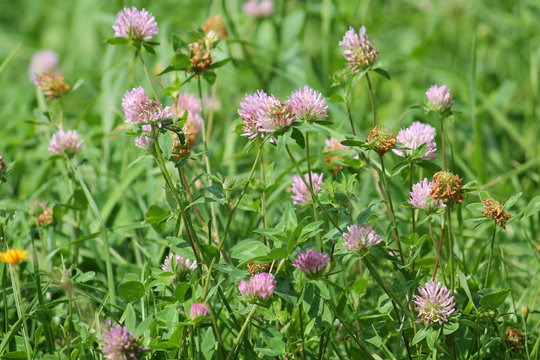 Green meadow with red clover flowers