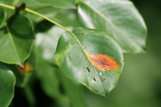 Pear rust (Gymnosporangium sabinae) on green pear leaf