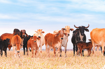 Herd with coHerd with cows and calves on the pasture of a farm. Milky cows, dry pasture, mixed colors, pasture of procreation and feeding. Beautiful livestock bacws and calves on the pasture of a farm