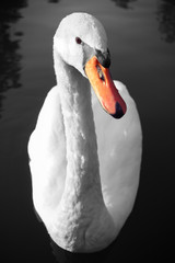 Swan portrait on water