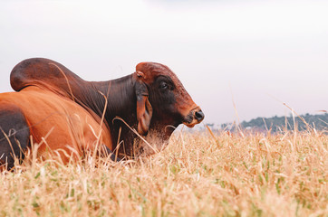 Big bull lying on the dry grass of a farm pasture. Farm animal with a big salience in his back. Reproductive animal.