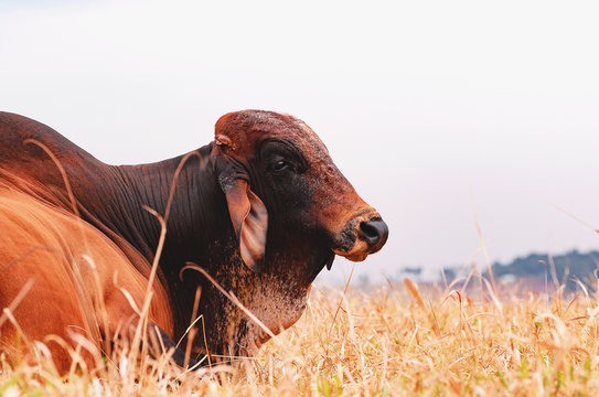 Big bull lying on the dry grass of a farm pasture. Farm animal with a big salience in his back. Reproductive animal.