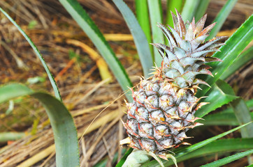 Plant with pineapple fruit crescend, unripe fruit.