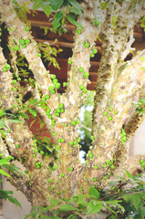 Green Jaboticaba fruits on a Jaboticabeira tree.