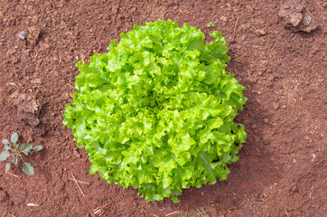 Green lettuce head planted on the ground of a vegetable garden.