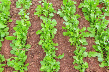 Green arugula planted in rows on the ground of a vegetable garden.