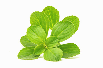 Boldo leaf: green plant called Boldo da Terra. Plant used to make tea and medicinal products. Plant isolated on white.