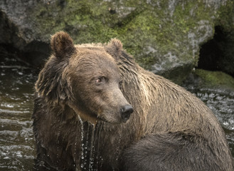 Fototapeta na wymiar Brown Bear Closeup III