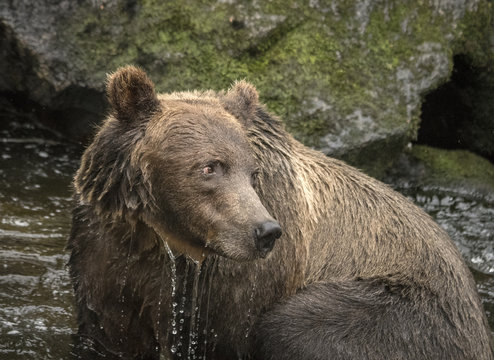 Brown Bear Closeup III