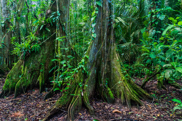 Obraz premium Huge trees in a jungle of Cockscomb Basin Wildlife Sanctuary, Belize