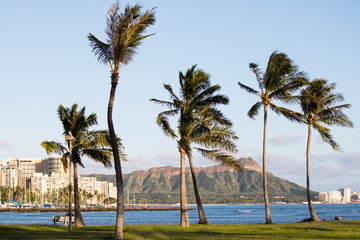 Palm trees with Diamond Head Mountain in background, Magic Island, Honolulu, Hawaii