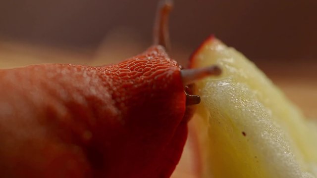 Large red slug eating macro footage