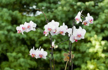 Orchidées blanches et roses