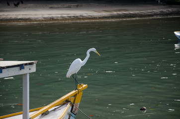 The egret 