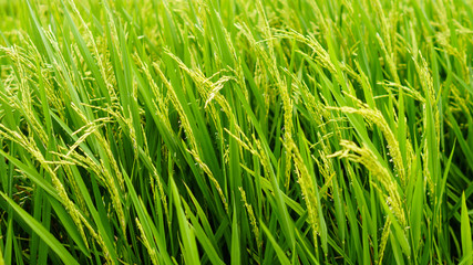 Organic green rice paddy plant in Sumatra - Indonesia