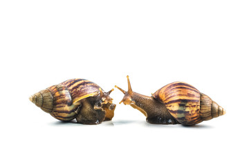 snails on white background  ,Can convey the love of young people or competition