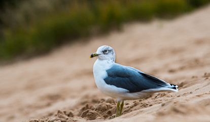 Sea Gull Resting on a Sand Dune