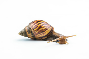 snails on white background