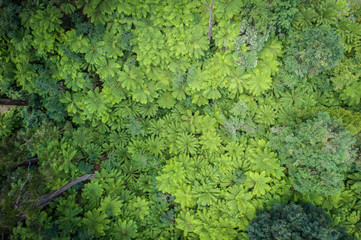 tree ferns along Grand Ridge Road, Victoria