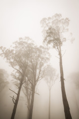 gum trees in the mist