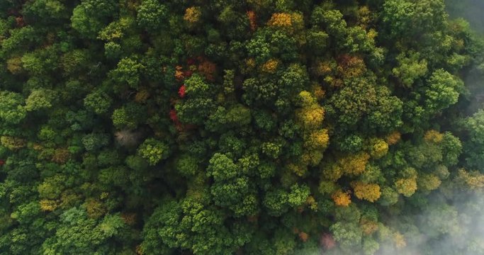 A straight down aerial view of a foggy Western Pennsylvania forest on an early Autumn morning.  	