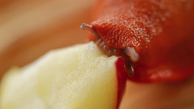 Large red slug eating macro footage