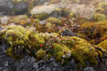 Autumn moss in the tundra in the fog in the early morning. Selective focus, close up.