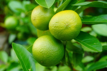 Green lemon fruit growing on a branch