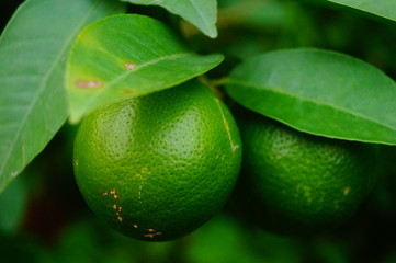 Green lemon fruit growing on a branch