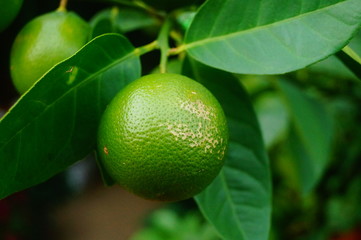 Green lemon fruit growing on a branch