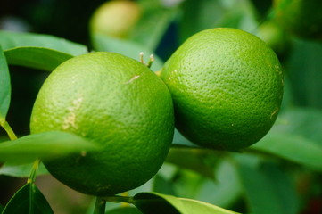 Green lemon fruit growing on a branch