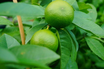 Green lemon fruit growing on a branch