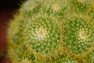 Cactus plant bonsai