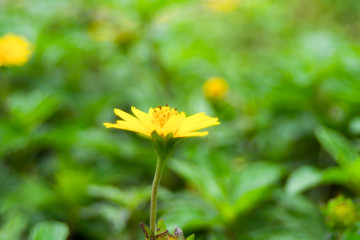 Yellow starburst flowers.