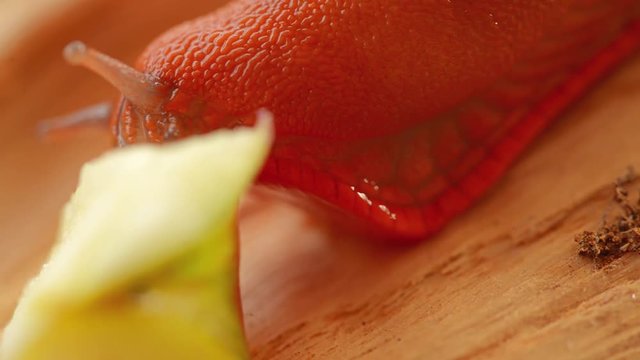 Large red slug eating macro footage
