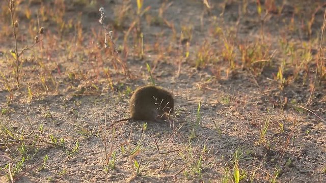 Eastern House Mouse - Mus musculus on the ground, brown background