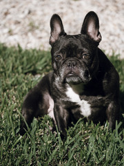 Brindle Frenchie