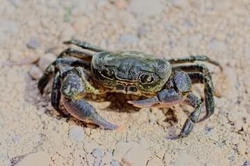 Granchio di fiume