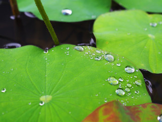 Few rain water drops on lotus light green leaf border, in dark black basin, close up perspective shot