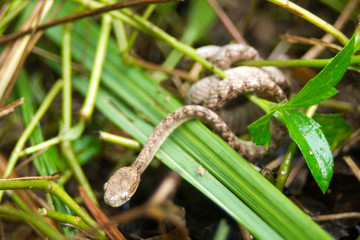 Grass snake
