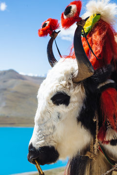 Yak beside YamdrokTso