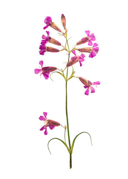 Pressed and dried flower on a stalk silene, isolated